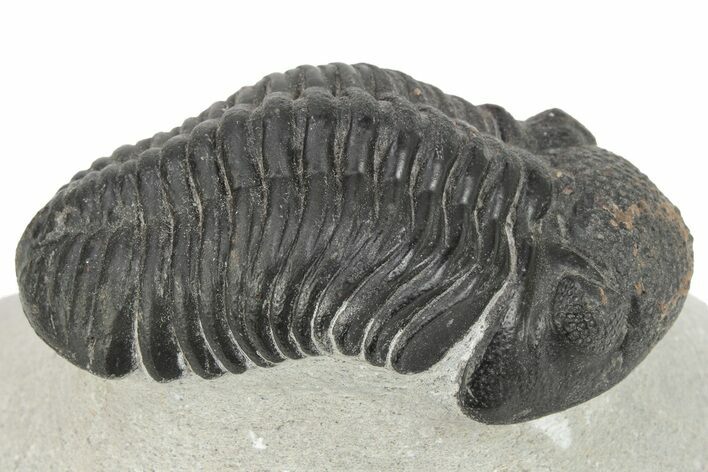 Phacopid Trilobite (Pedinopariops) - Mrakib, Morocco #229906